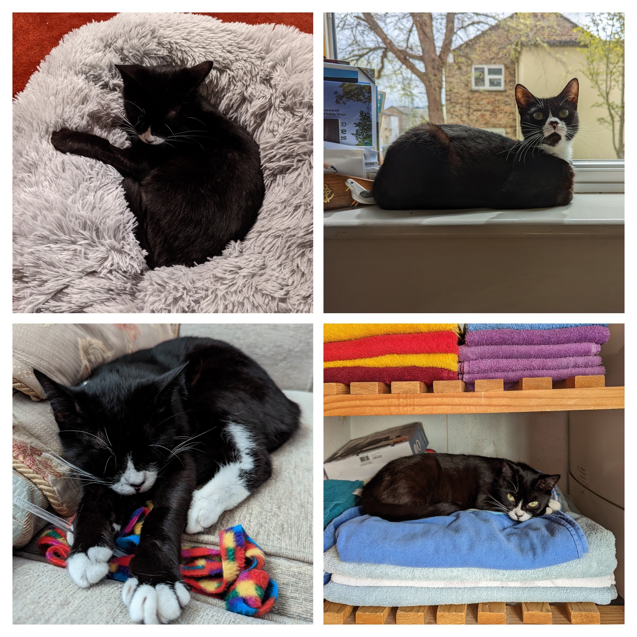 Our Favourite Alley Cats and Rescue Cats