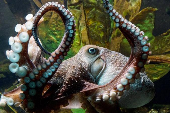 Daring Escapades and Ethical Dilemmas: Exploring Octopus Ink and Octopus Farming on World Octopus Day